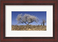 Framed Almond Blossom, Vinaros, Spain
