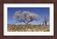 Framed Almond Blossom, Vinaros, Spain