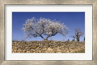 Framed Almond Blossom, Vinaros, Spain