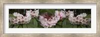 Framed Close-Up of Rhododendron Flowers