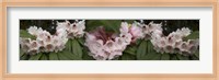 Framed Close-Up of Rhododendron Flowers