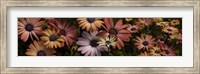 Framed Multi-Colored Daisy Flowers
