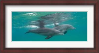 Framed Two Bottle-Nosed Dolphins Swimming in Sea, Sodwana Bay, South Africa
