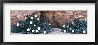 Framed Darura Blooms in Box Canyon, Mecca, California