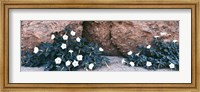 Framed Darura Blooms in Box Canyon, Mecca, California