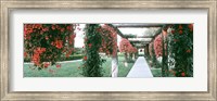 Framed Geranium and Rose Vines Along a Walkway, California