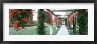 Framed Geranium and Rose Vines Along a Walkway, California