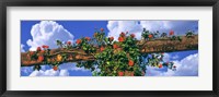 Framed Arbor and Spreading Rose, California