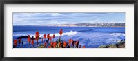 Framed Red Hot Poker, San Diego, California