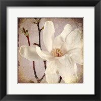 Framed 'Paper Magnolia Closeup' border=