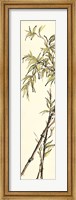 Framed Summer Bamboo I