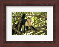 Framed White-faced Capuchin Monkey, Costa Rica
