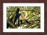 Framed White-faced Capuchin Monkey, Costa Rica