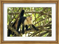 Framed White-faced Capuchin Monkey, Costa Rica