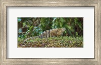 Framed Iguana, Costa Rica
