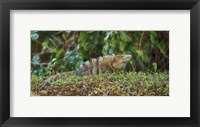 Framed Iguana, Costa Rica