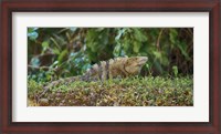 Framed Iguana, Costa Rica