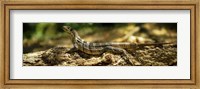 Framed Iguana on Log, Costa Rica