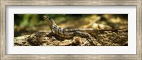 Framed Iguana on Log, Costa Rica