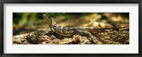 Framed Iguana on Log, Costa Rica