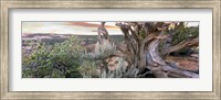 Framed Tree at Betatakin Cliff Dwellings, Arizona