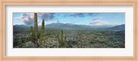 Framed Cardon Cactus, Baja California Sur, Mexico