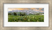 Framed Wildflowers along the Death Canyon Shelf, Grand Teton National Park, Wyoming