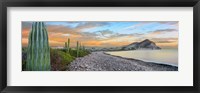 Framed Cardon Cacti on the Coast, Bay of Concepcion, Sea of Cortez, Baja California Sur, Mexico
