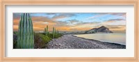 Framed Cardon Cacti on the Coast, Bay of Concepcion, Sea of Cortez, Baja California Sur, Mexico