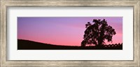 Framed Silhoutte of Oaktree in Vineyard, Paso Robles, California