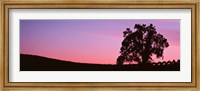 Framed Silhoutte of Oaktree in Vineyard, Paso Robles, California