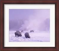 Framed Bison Grazing in Snow, Yellowstone National Park, Wyoming