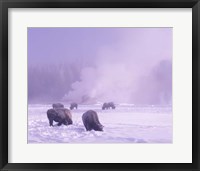 Framed Bison Grazing in Snow, Yellowstone National Park, Wyoming