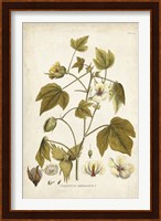 Framed Elegant Botanical I