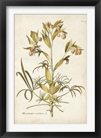 Framed Elegant Botanical II
