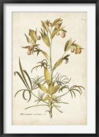 Elegant Botanical II Framed Print