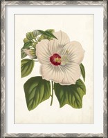 Framed Striking Hibiscus