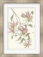 Framed Botanical Gloriosa Lily II