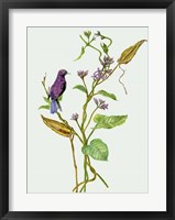 Metaplexis Japonica I Framed Print