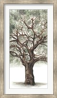 Framed Oak Tree Composition II