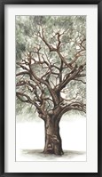 Oak Tree Composition II Framed Print