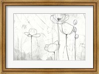 Framed Poppy Sketches II