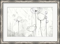 Framed Poppy Sketches II