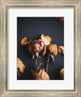 Framed Wilted Dreams II