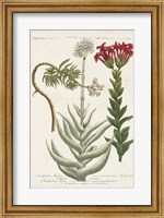 Framed Botanical Varieties I