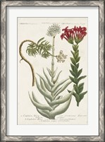 Framed Botanical Varieties I