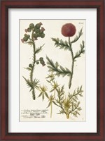 Framed Botanical Varieties II