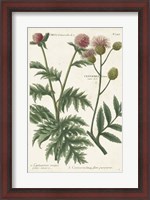 Framed Botanical Varieties III