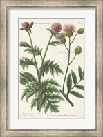 Framed Botanical Varieties III