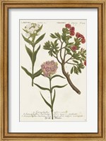 Framed Botanical Varieties IV